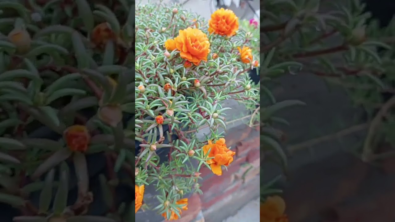 #droodepak #viral #growflower
