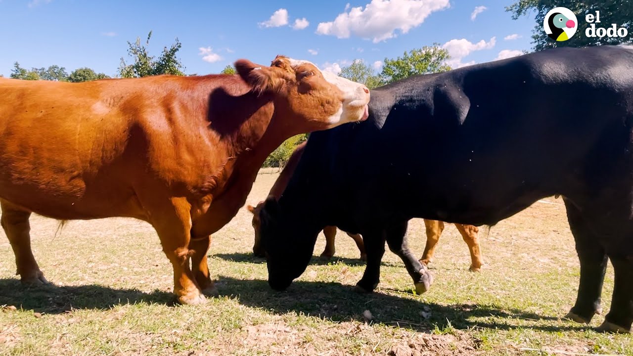 Toro valiente y sus hermanos escapan del matadero | El Dodo