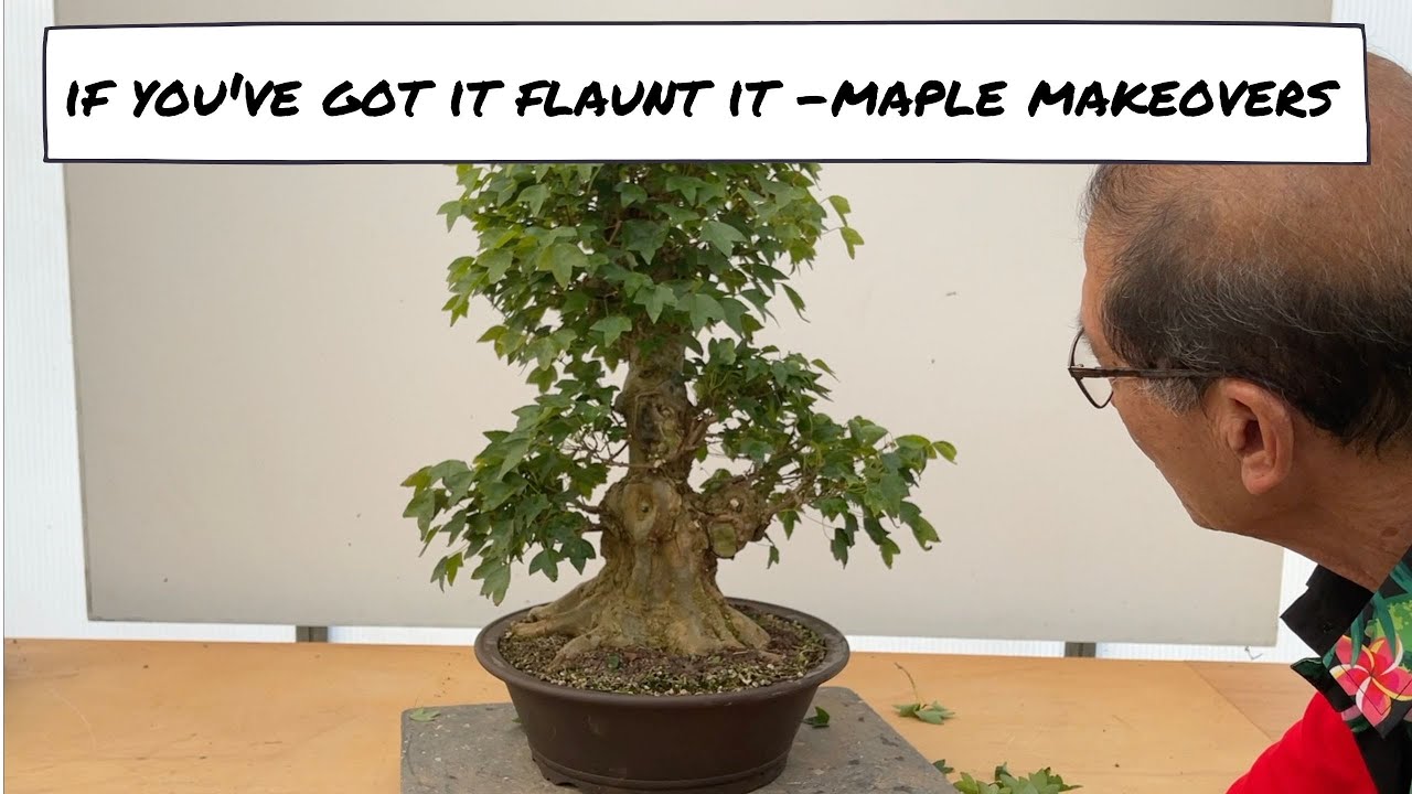 If you've got it flaunt it - Bonsai Makeovers 1