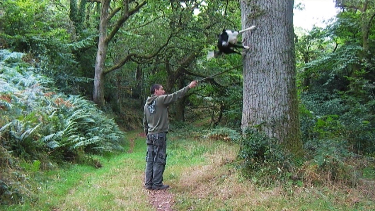 Neo: The Parkour Collie Dog