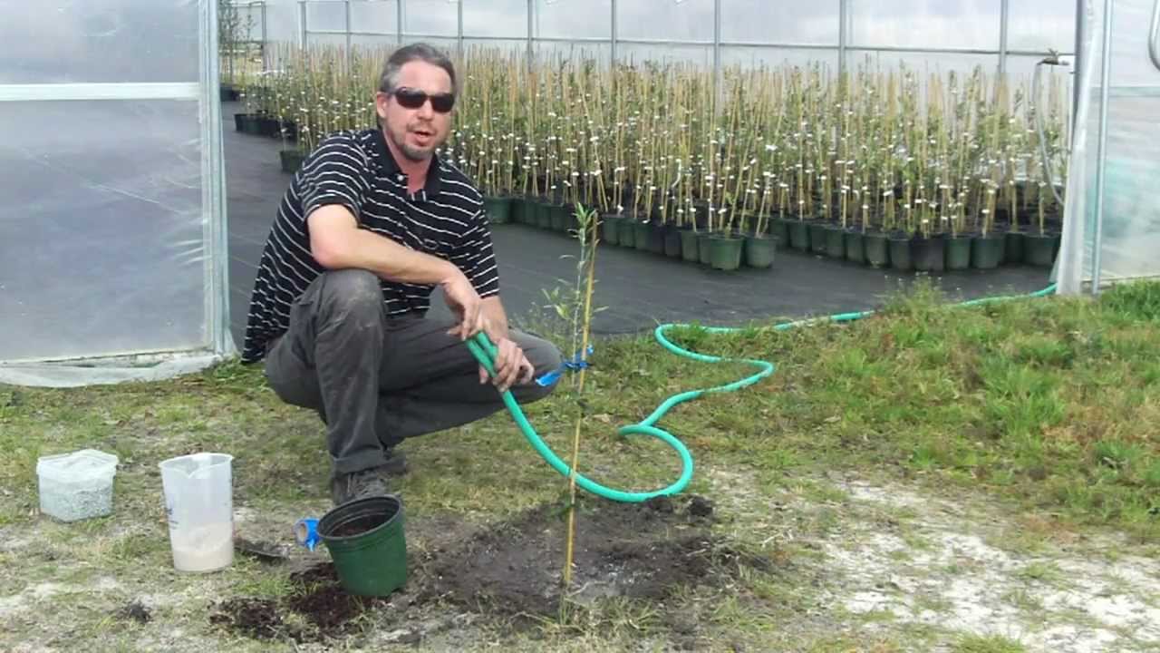 Planting an Olive Tree with Georgia Olive Farms