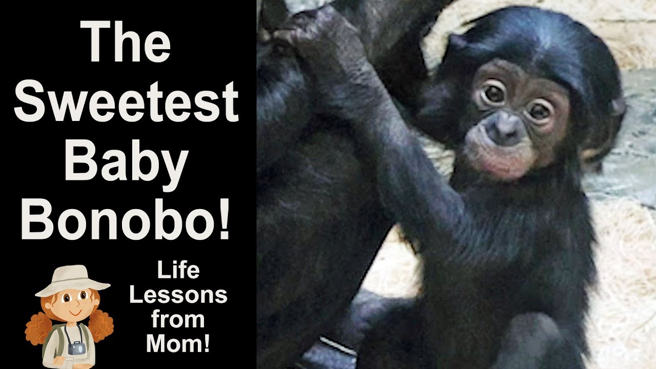 Zoo Secrets: Baby Bonobo Daisy and Her Unbreakable Family Connection 🐵