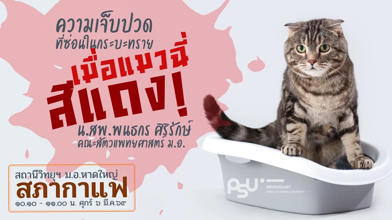 ความเจ็บปวดที่ซ่อนในกระบะทรายเมื่อแมวฉี่สีแดง