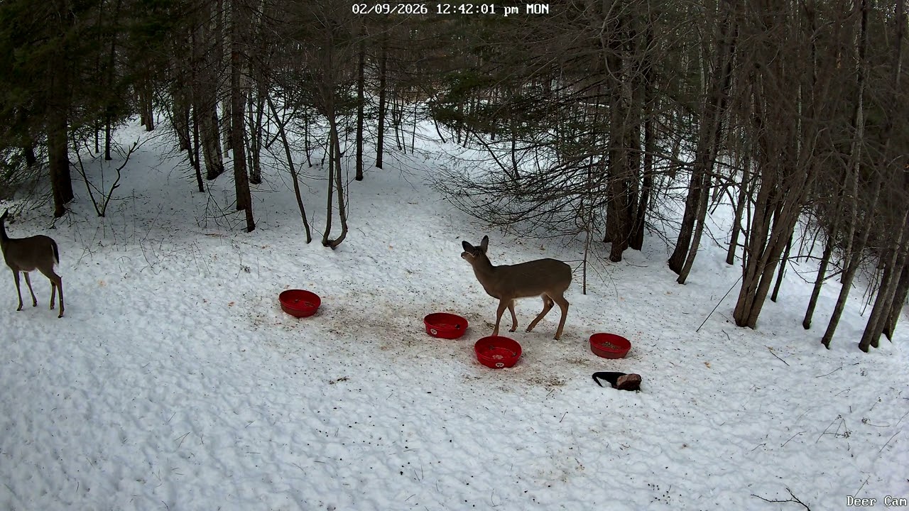 Deer 2-9-2026 12:40 PM