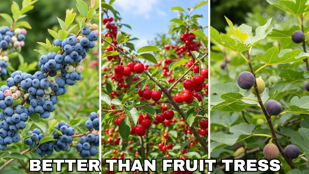 These Tiny Bushes Produce 10X MORE Food Than Fruit Trees!