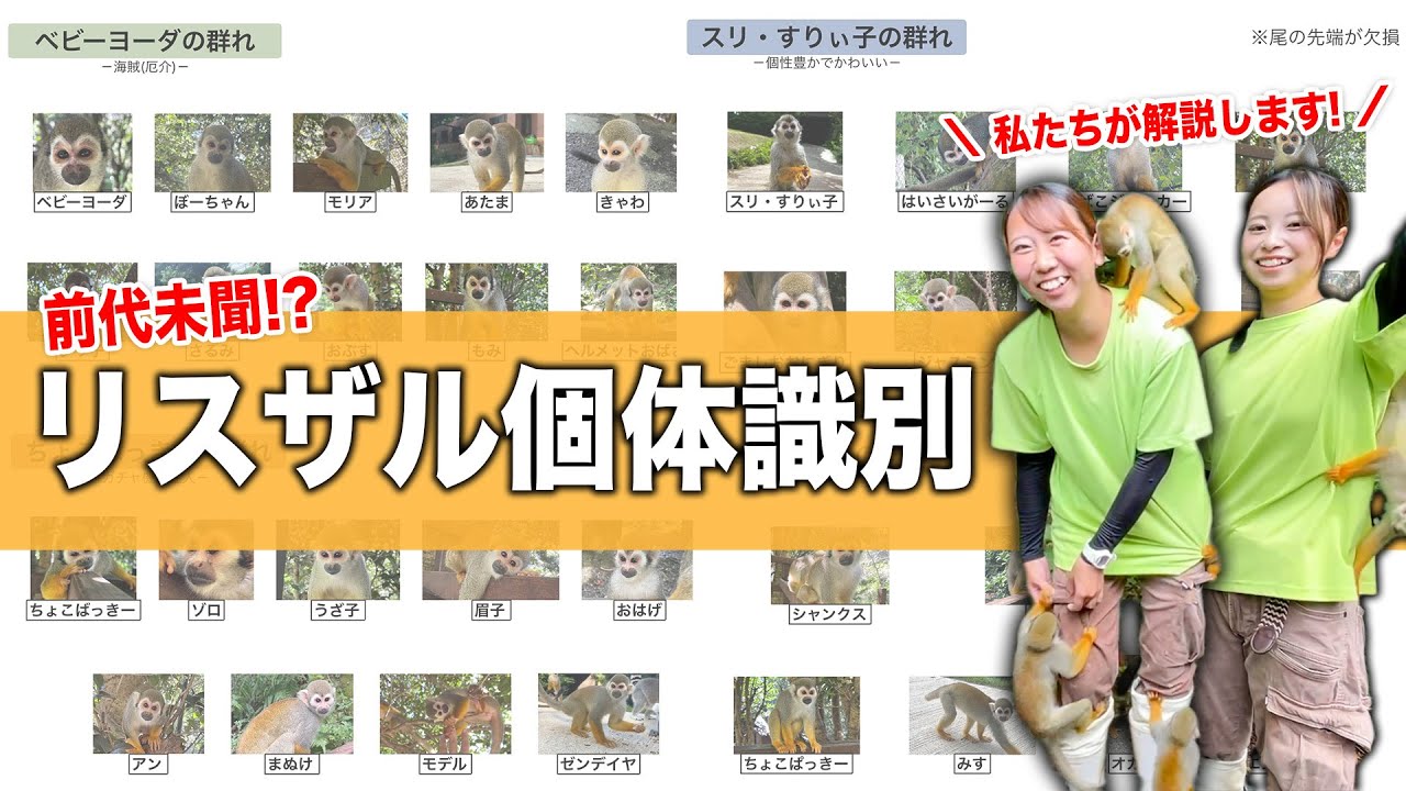 【難易度MAX】挑戦者求む！飼育員が教える、リスザルの見分け方！【個体識別】
