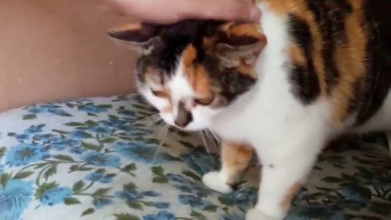Drooling Cat