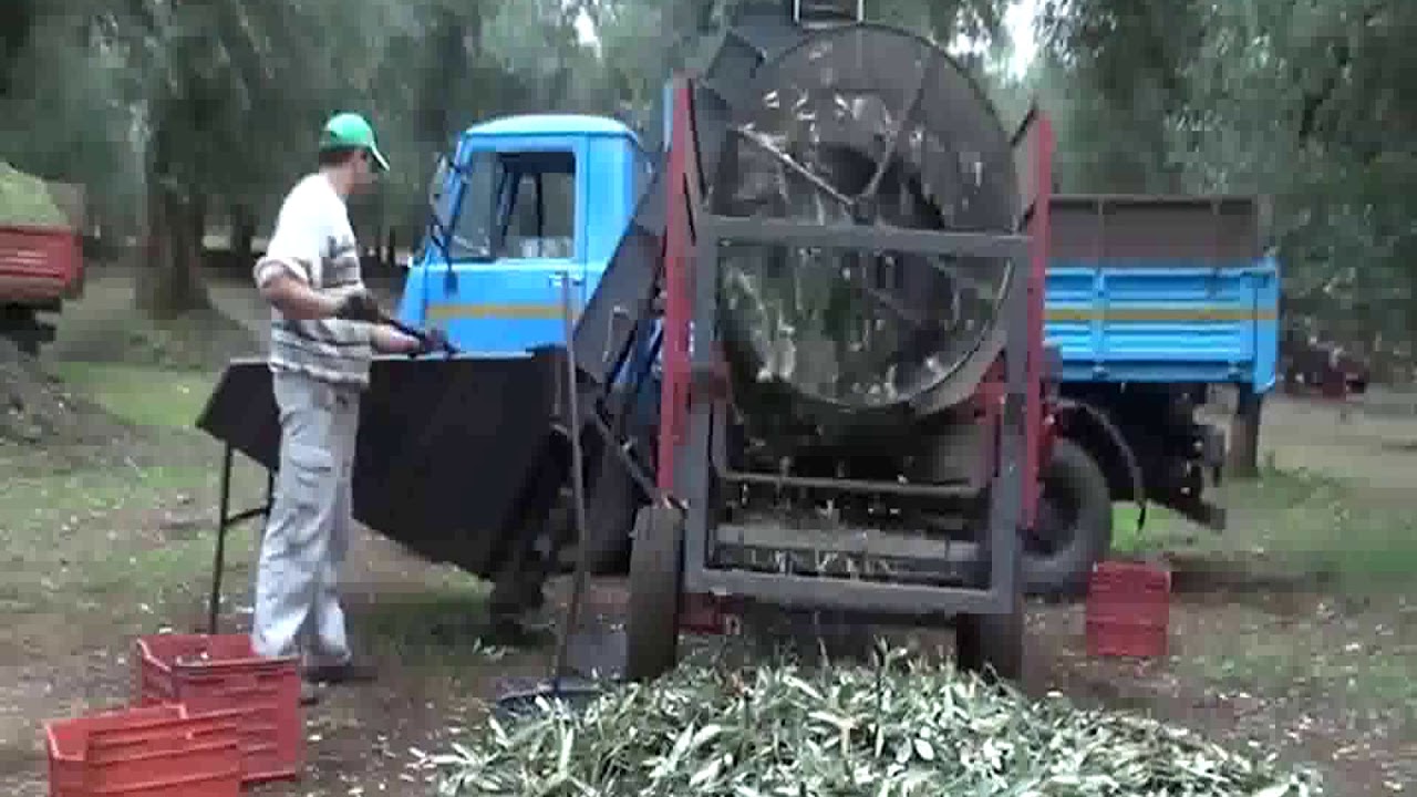 How SarafinoExtra Virgin Olive Oil Is Produced [Fine Art And America Technology]