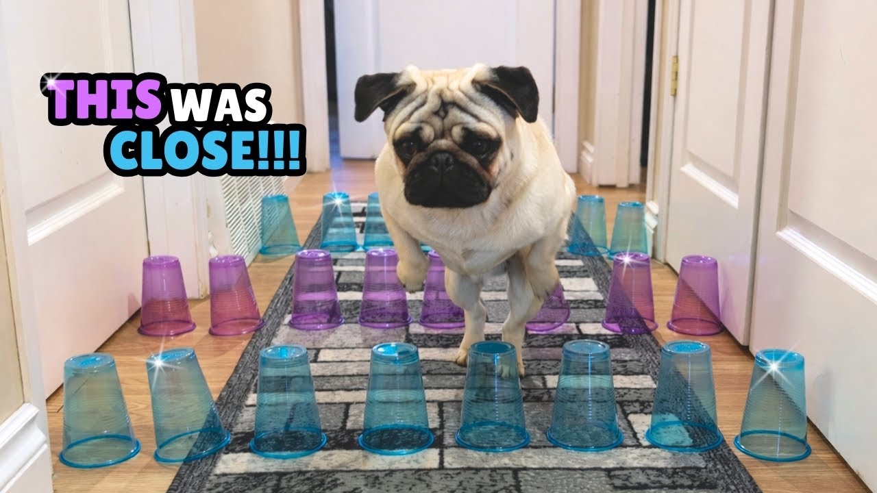 Pug Tries the Cup Obstacle Course Challenge #pug