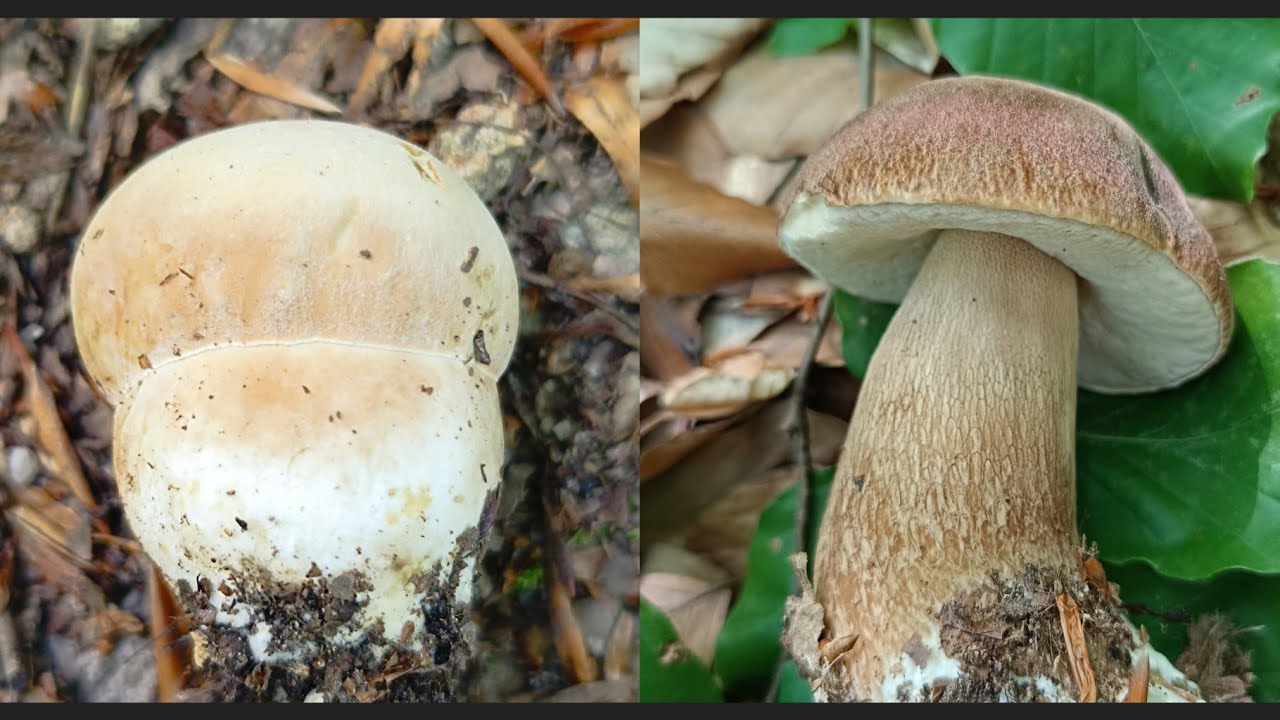 Mantar ne zaman ve nerede aranır?  ÇÖREK MANTARLARI. BOLETUS RETİCULATUS. Sepetler doldu taştı. 4k