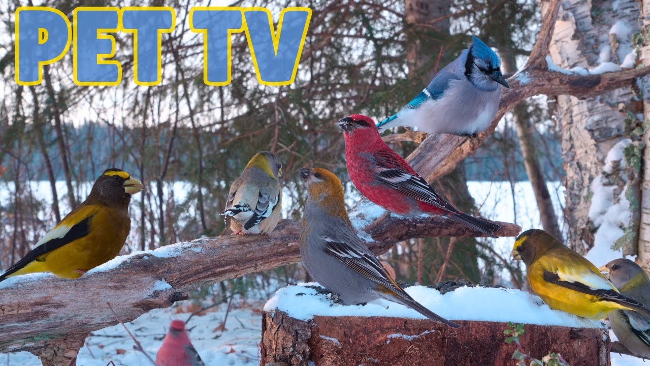 Best Birdwatching - 12 Hours of Continuous Action ❄️ Cat TV for Cats to Watch (Dogs and People Too!)