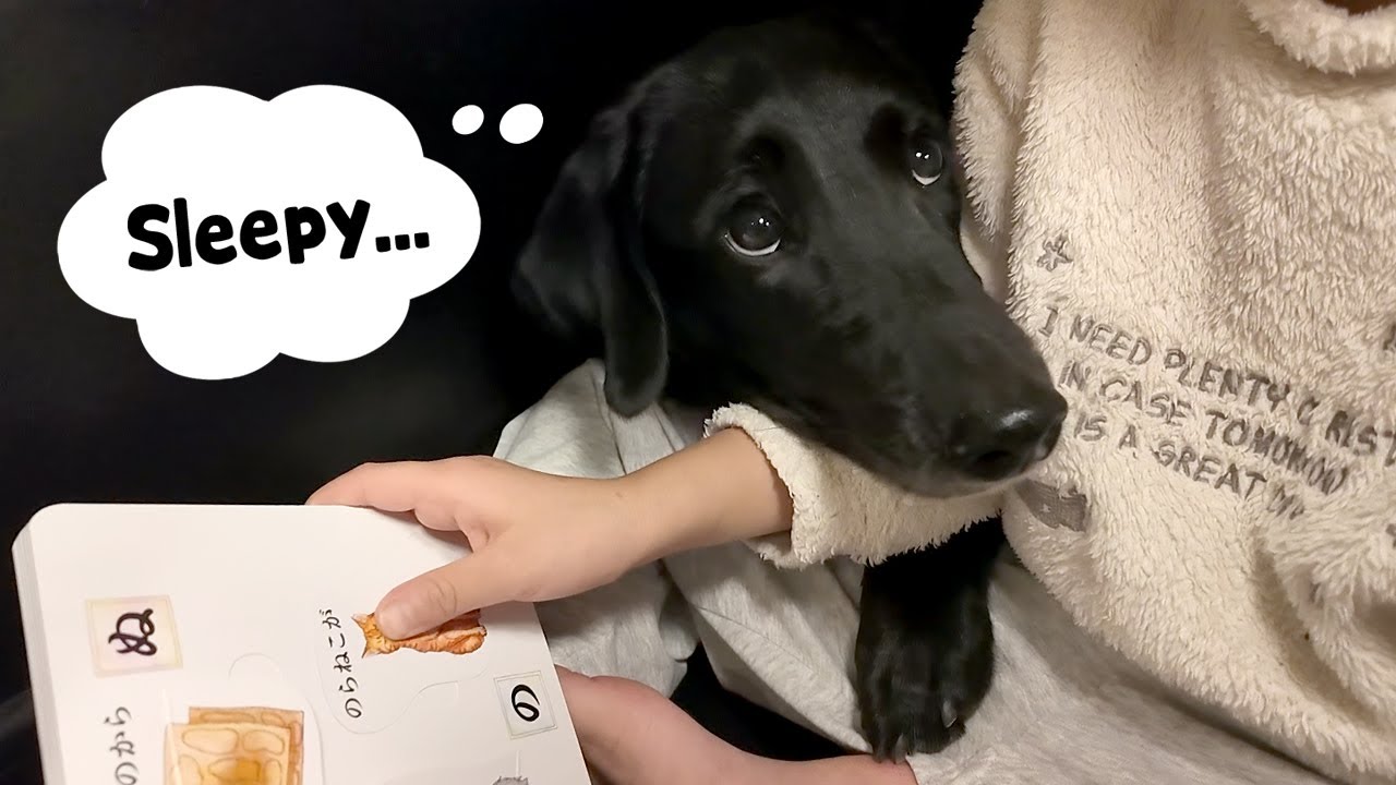 【犬Vlog】子供の読み聞かせに耐えてる犬。