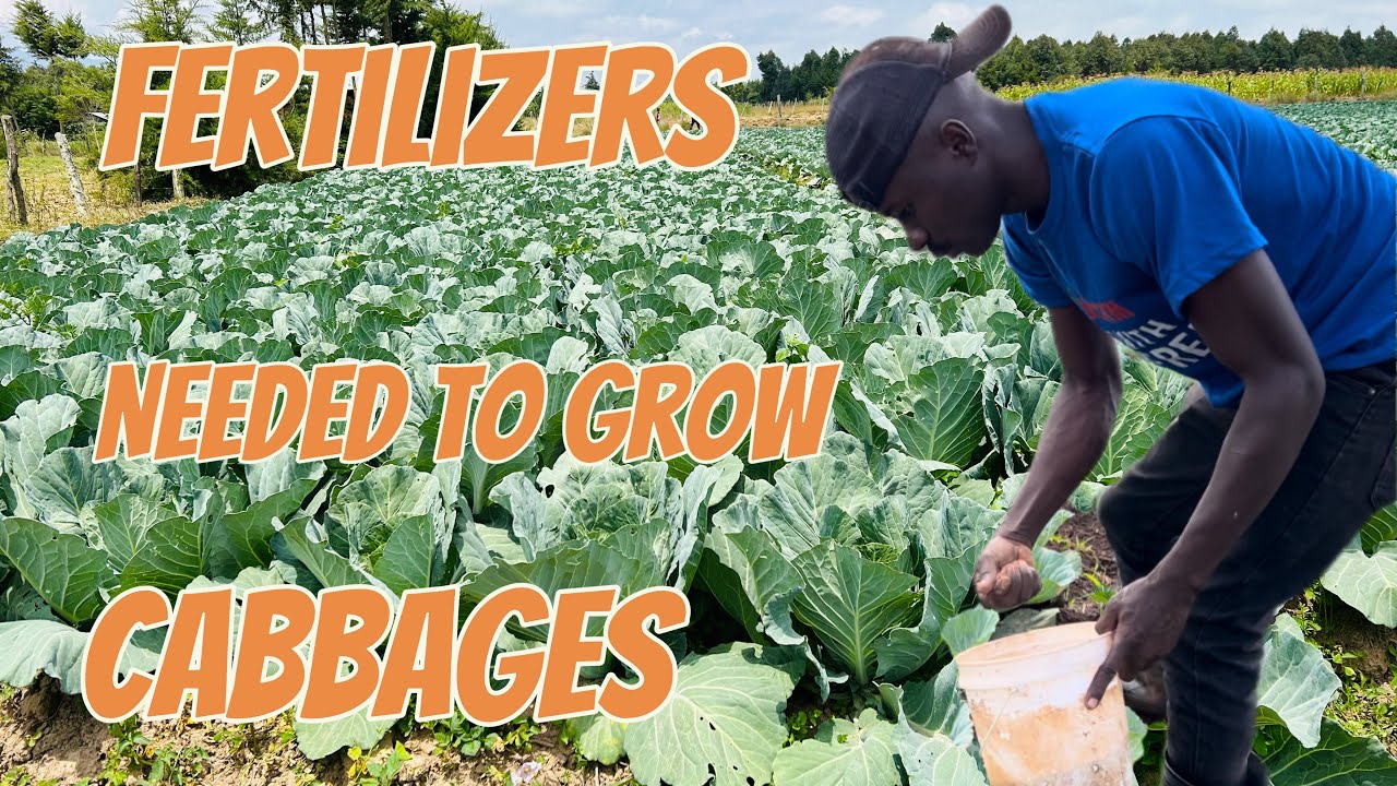 The Secret Fertilizer for Growing Giant Cabbage