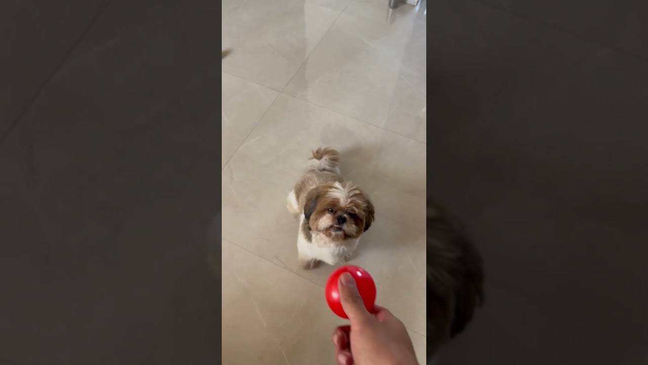 How to teach my dog to fetch ?