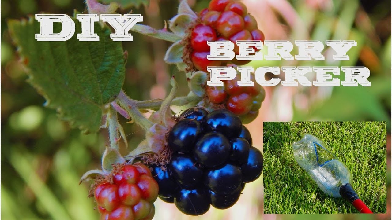 D I Y HOMEMADE BERRY PICKER.
