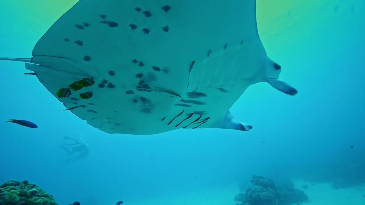 KSC Palau 2018