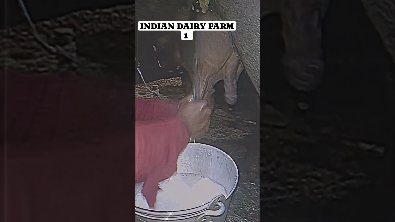 sabar kro .......#trending #viralvideo #dairyfarm #viral #farmer #indiandairy #dairy