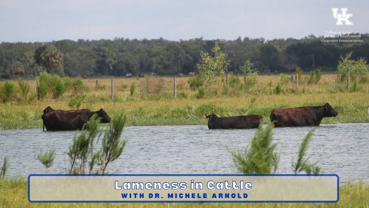 Lameness in Cattle