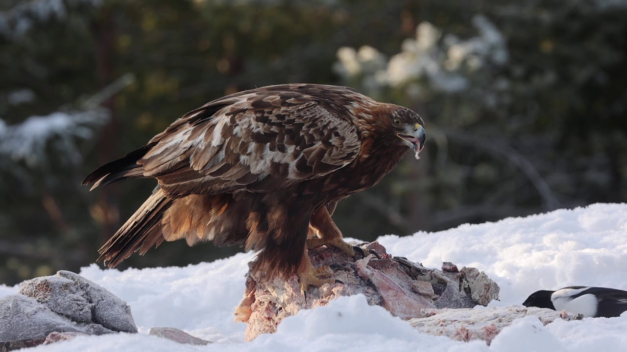 Adult Golden Eagle and Magpie, Sweden