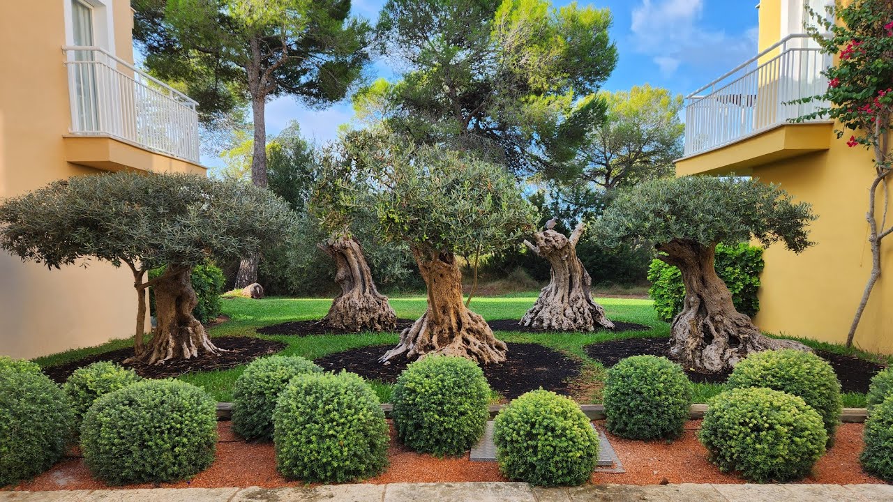 Отзыв посетителя отеля Iberostar Wave Club Cala Barca Majorca, август 2023 г. Хороший, плохой, уж...