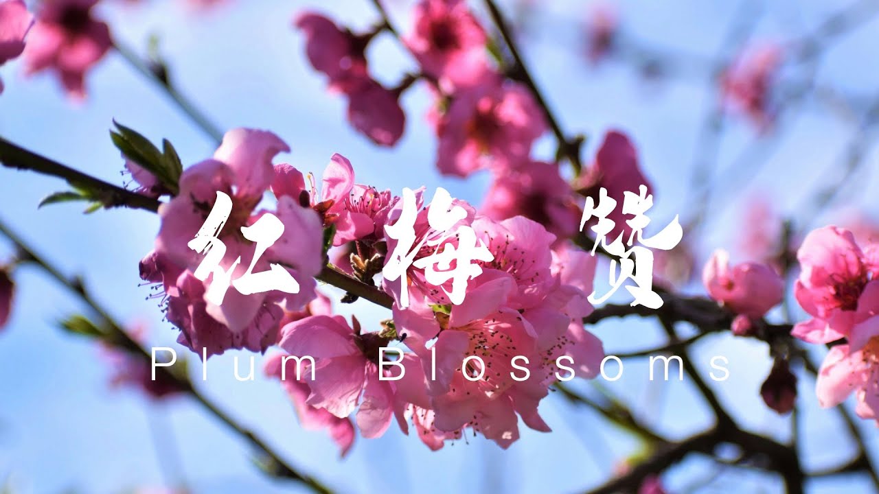 红梅赞，柴亮 | Plum Blossoms, Chai Liang