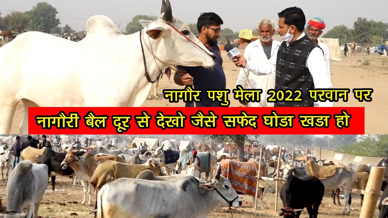 सफेद घोड़े जैसे खूबसूरत नागौरी बैल / हजारों से लेके लाखो तक / नागौर पशु मेला 2022 परवान पर / KDH