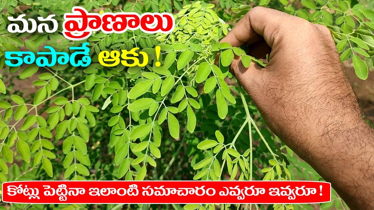 మన ప్రాణాలు కాపాడే ఆకు ! కోట్లు పెట్టినా ఇలాంటి సమాచారం ఎవ్వరు ఇవ్వరు  | Munaga Aku Uses