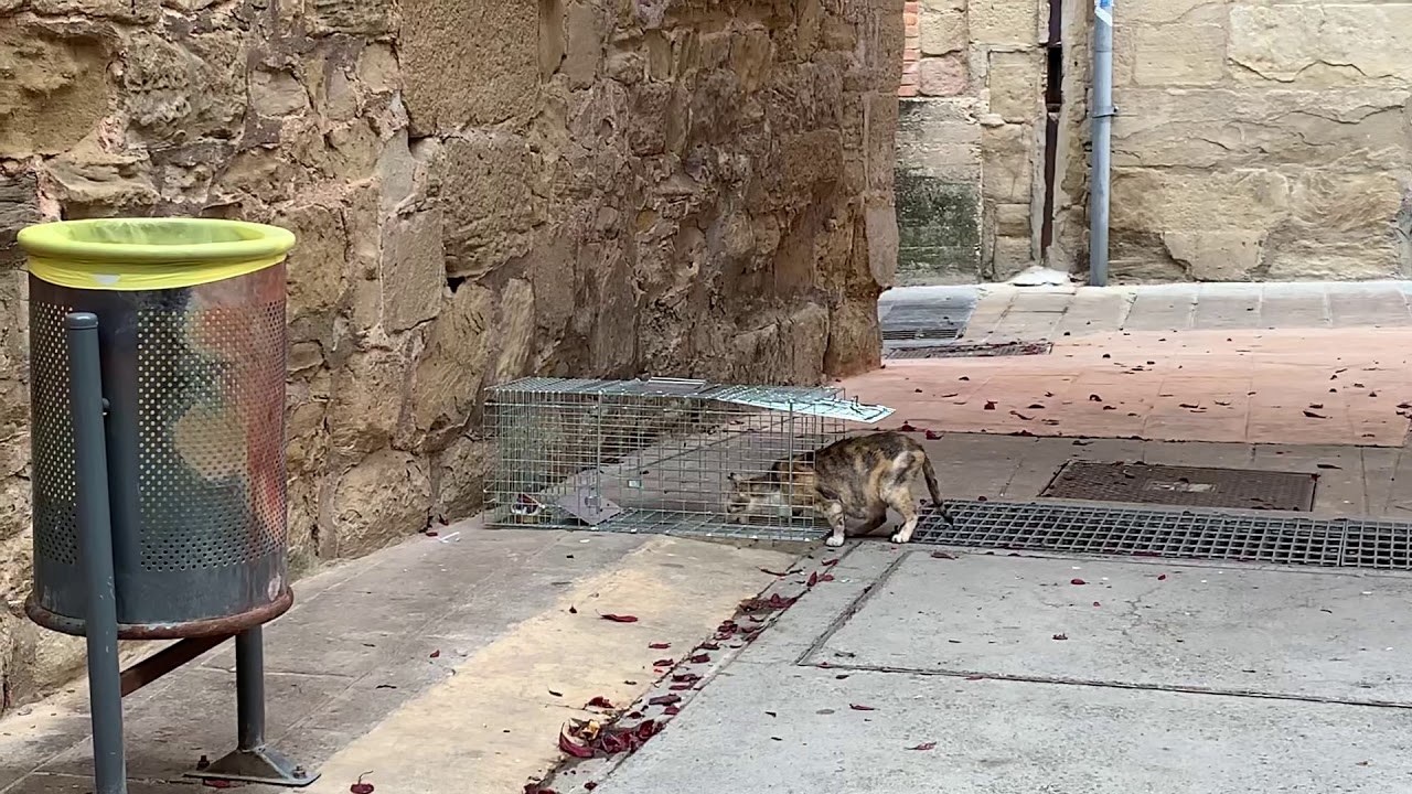 Como atrapar un gato en 3 minutos