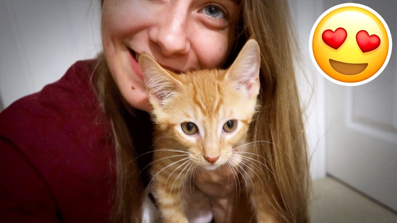 SOAR HOUSE CAT IS SO CUTE  (I CRIED...)