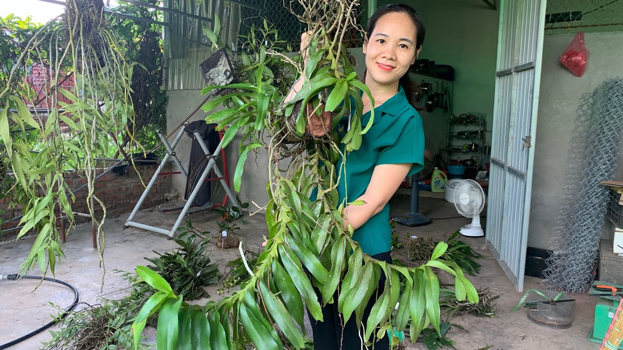 01/2/2026 EM NGỌC LAI CH&Acirc;U B&Aacute;N LAN RỪNG 0975 999 767  || PHONG LAN RỪNG