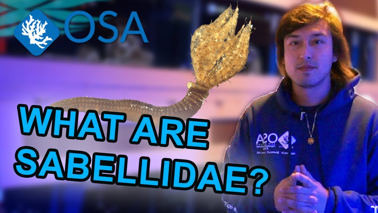 What are Sabellidae? | OSA Archives