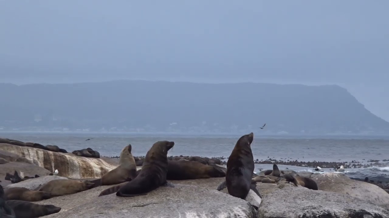 159. Hout Bay Seal Island 