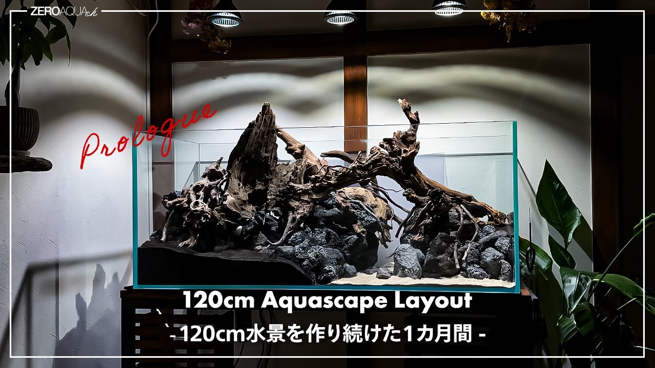 120cm水槽 新たな水景作りの1カ月間をまとめた　/aquascape/aquarium/120cm tank/vlog/
