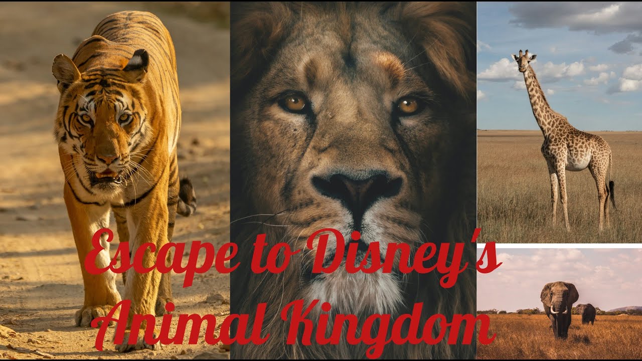 Is Animal Kingdom Worth a Visit? Walkthrough and decide for yourself