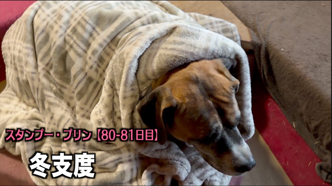 寒くなってきたので服やら毛布やら【プードル80 81日目】