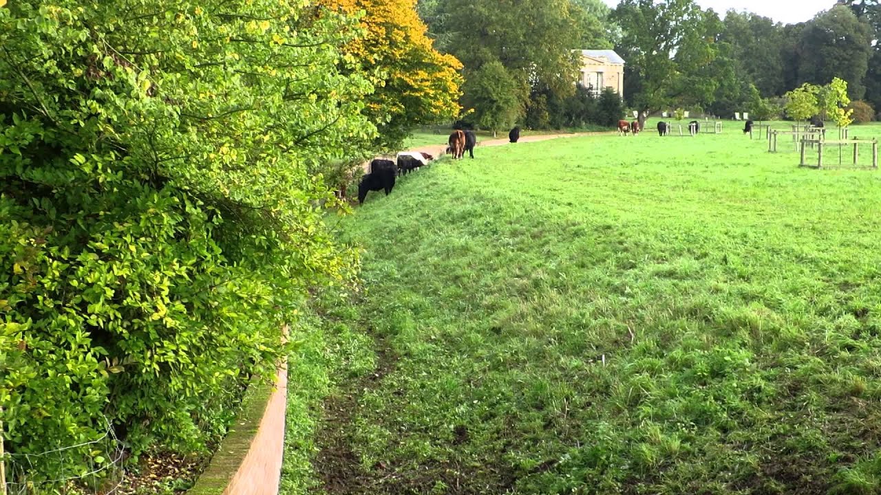 Checking the cattle