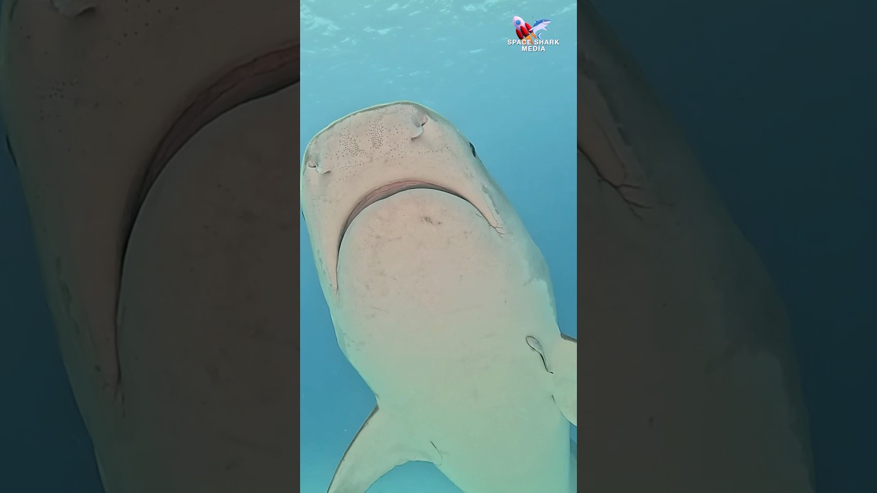 Tiger Shark sound - #shark #sharks #sharkweek #ocean #explore Tiger Beach