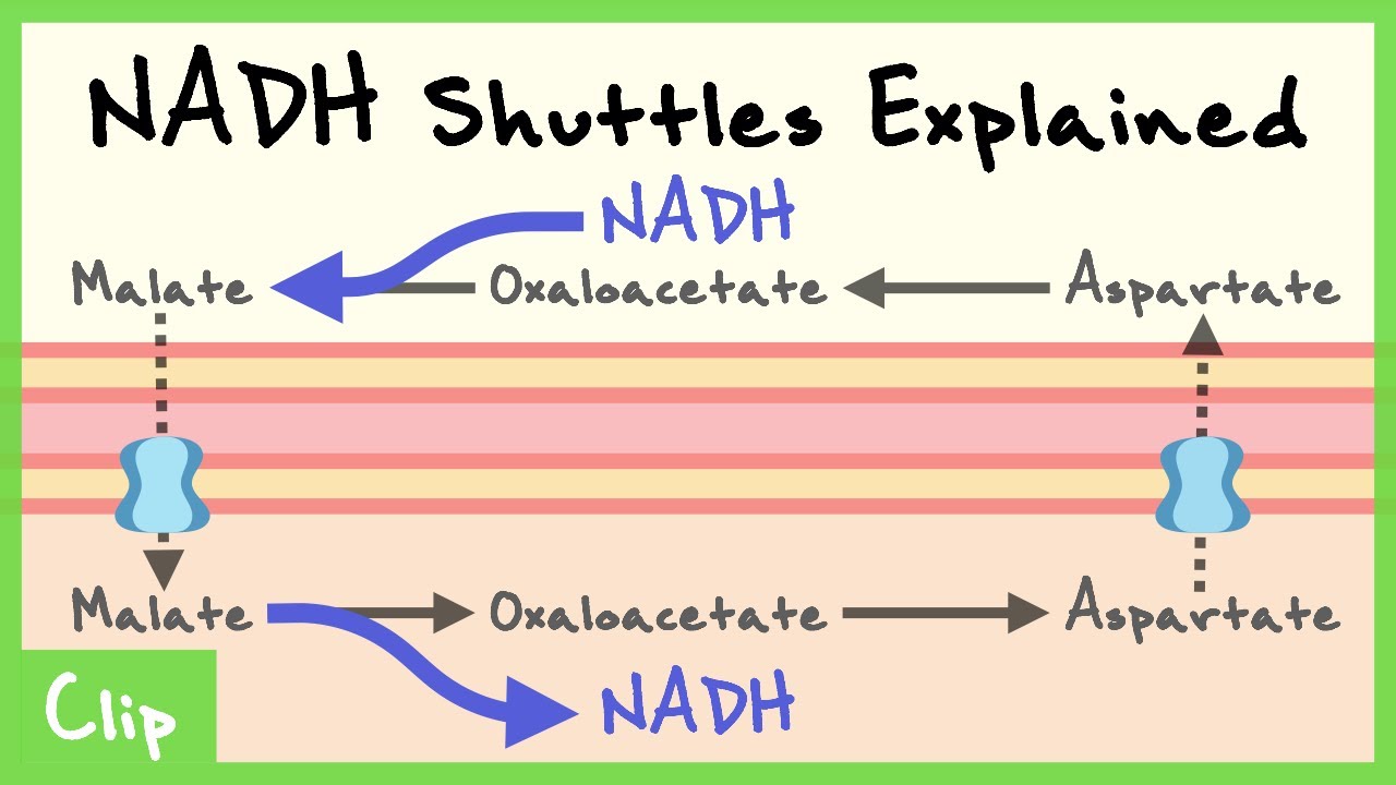 NADH Shuttles Explained (Malate-Aspartate Shuttle, Glycerophosphate Shuttle) | Clip