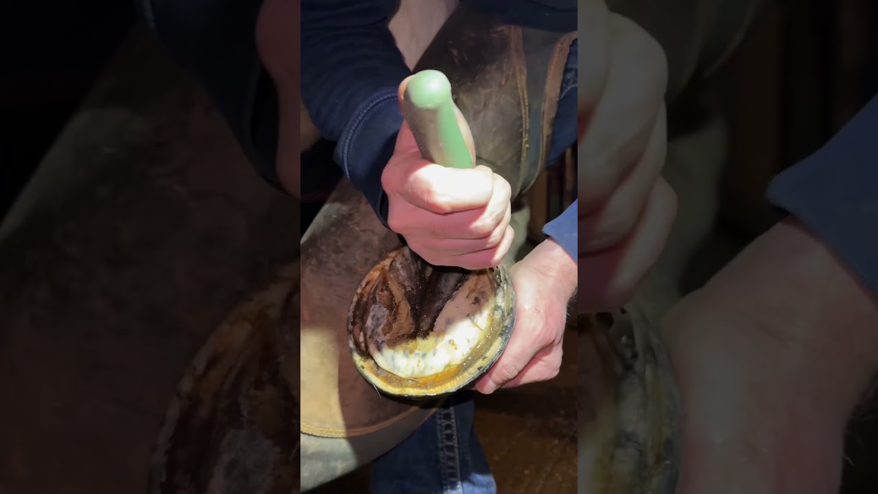 Hoof abscess’ are so painful unless you release them 