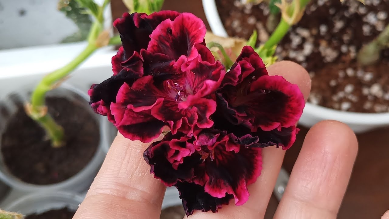 Sardunya çelikten ektiklerim ve Çelik ekimim 🌺🌺