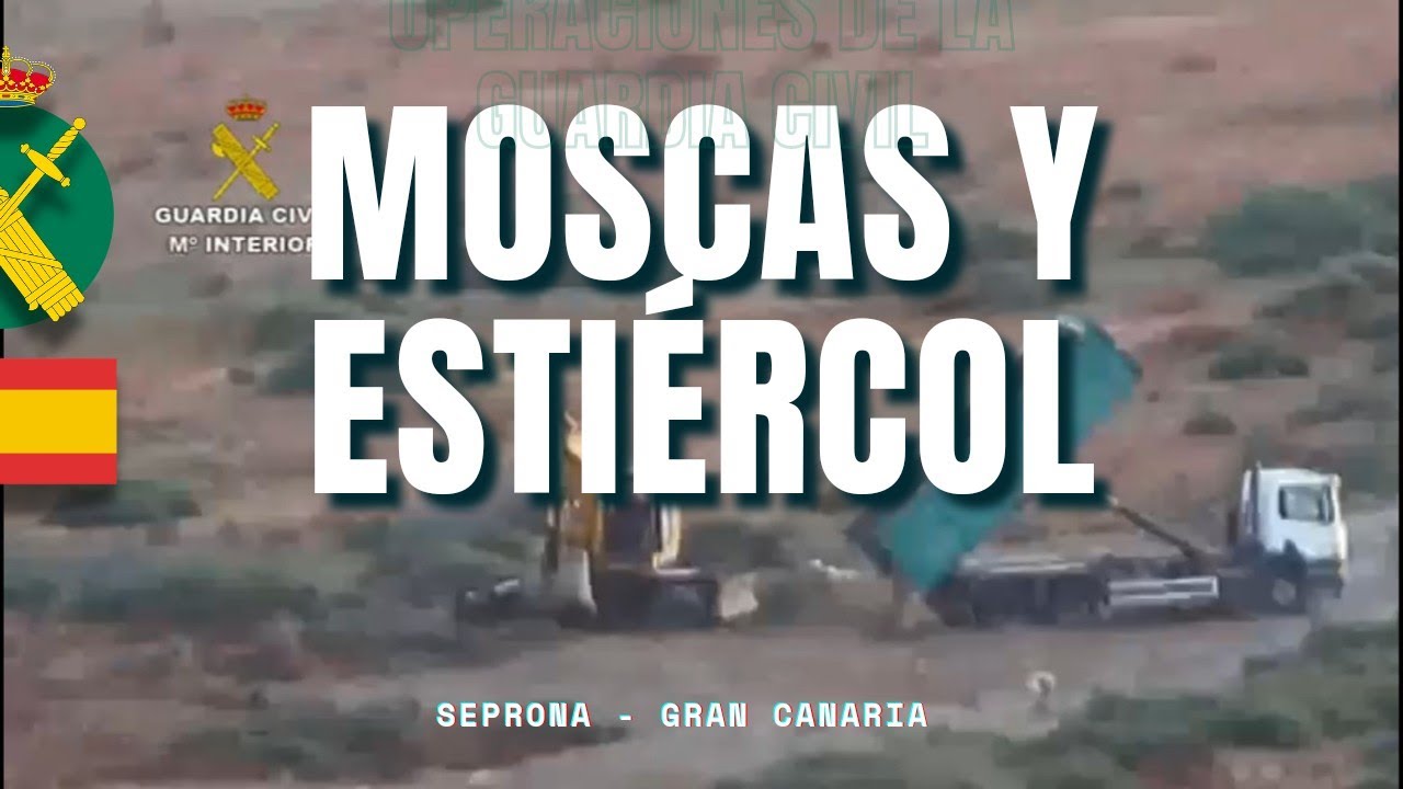 Esclarecido origen de una plaga de moscas en Gran Canaria en un vertedero de estiércol