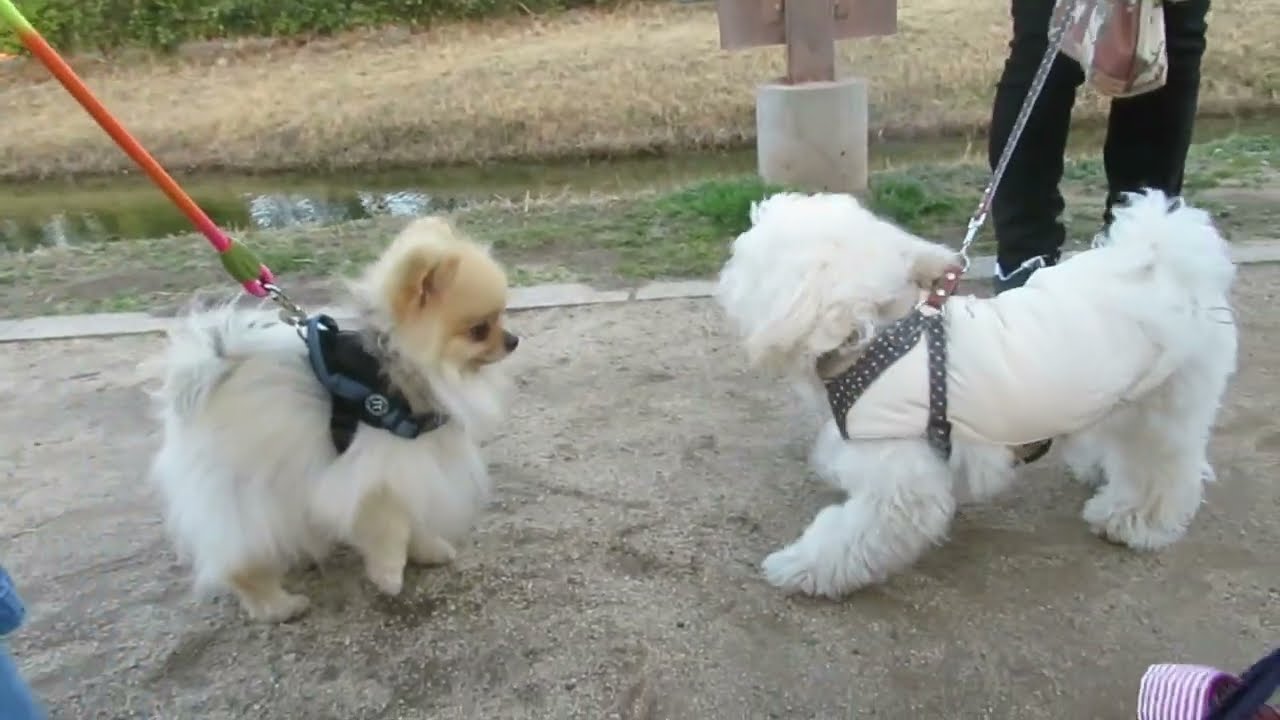 犬メンタリー健信は柴犬　3月になったのに思ったより寒い