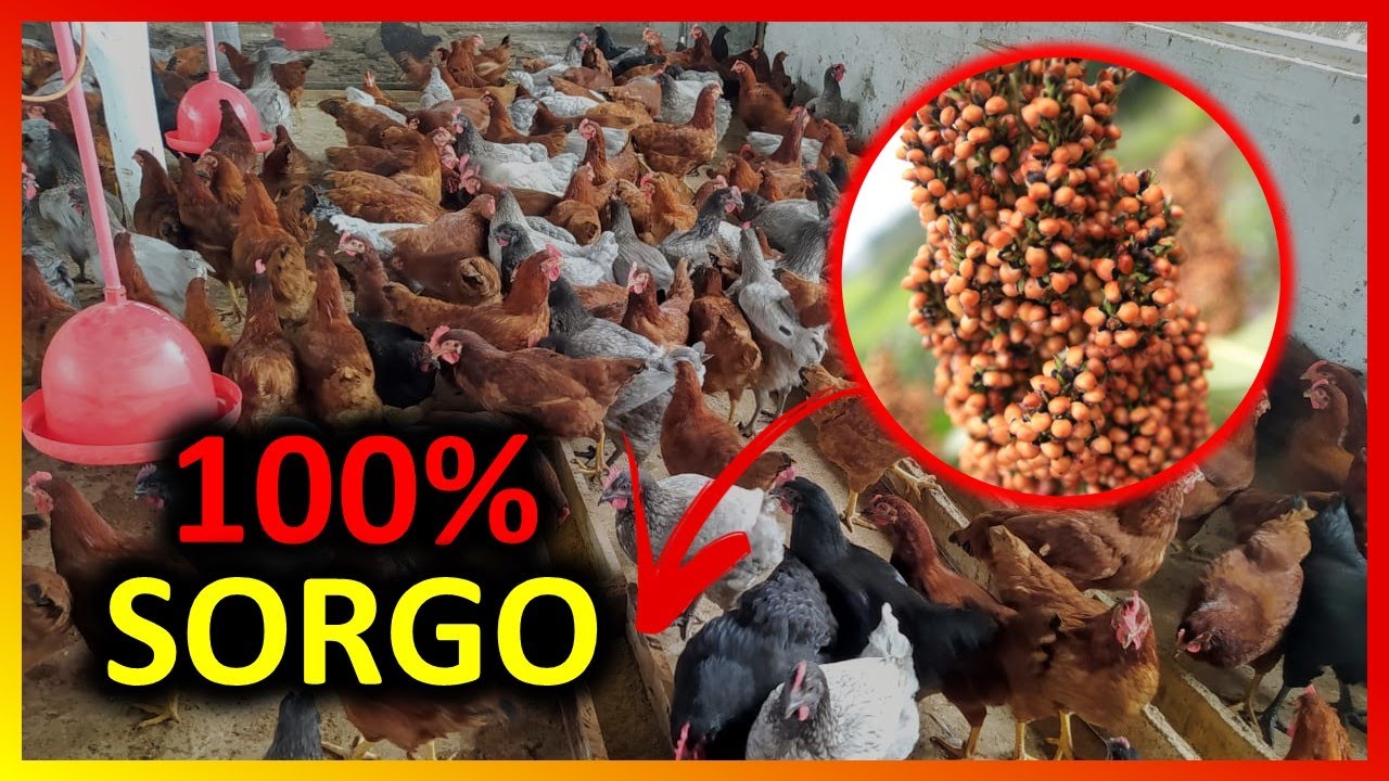 100% SORGO em SUBSTITUIÇÃO ao MILHO em RAÇÕES de POEDEIRAS comerciais