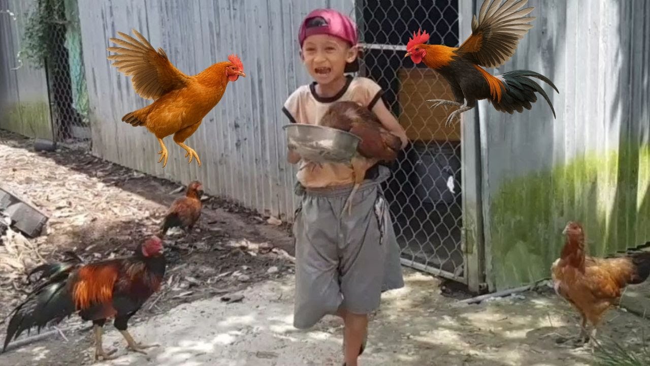 Thiên Sơn TV | Cảnh hài hước: đàn gà bu nhau đậu đầy trên người bé đòi ăn