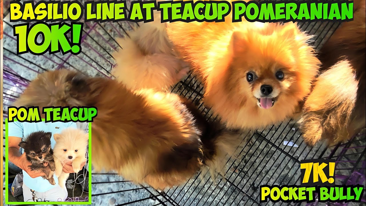 MADAMI ANG MAY GUSTO NG GANITONG BREED! PAGKAKATAON NYO NA ITO! BOCAUE BULACAN PET MARKET 3/6/26