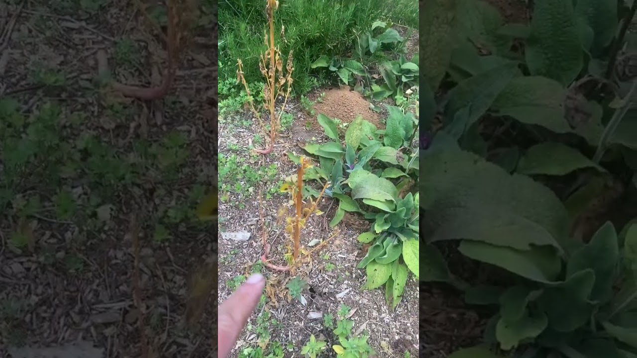 Garden Fail 😭