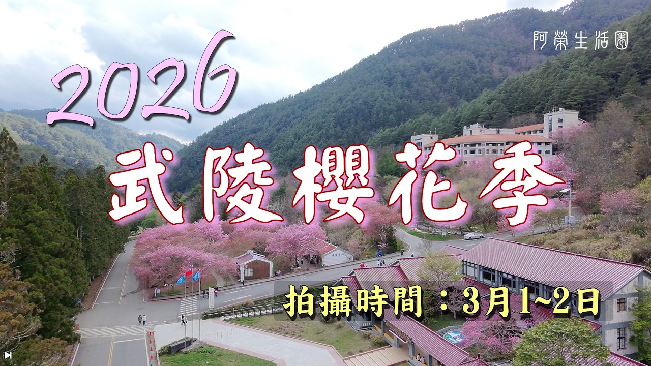2026年3月1日武陵櫻花季，空拍繽紛亮眼的粉紅世界
