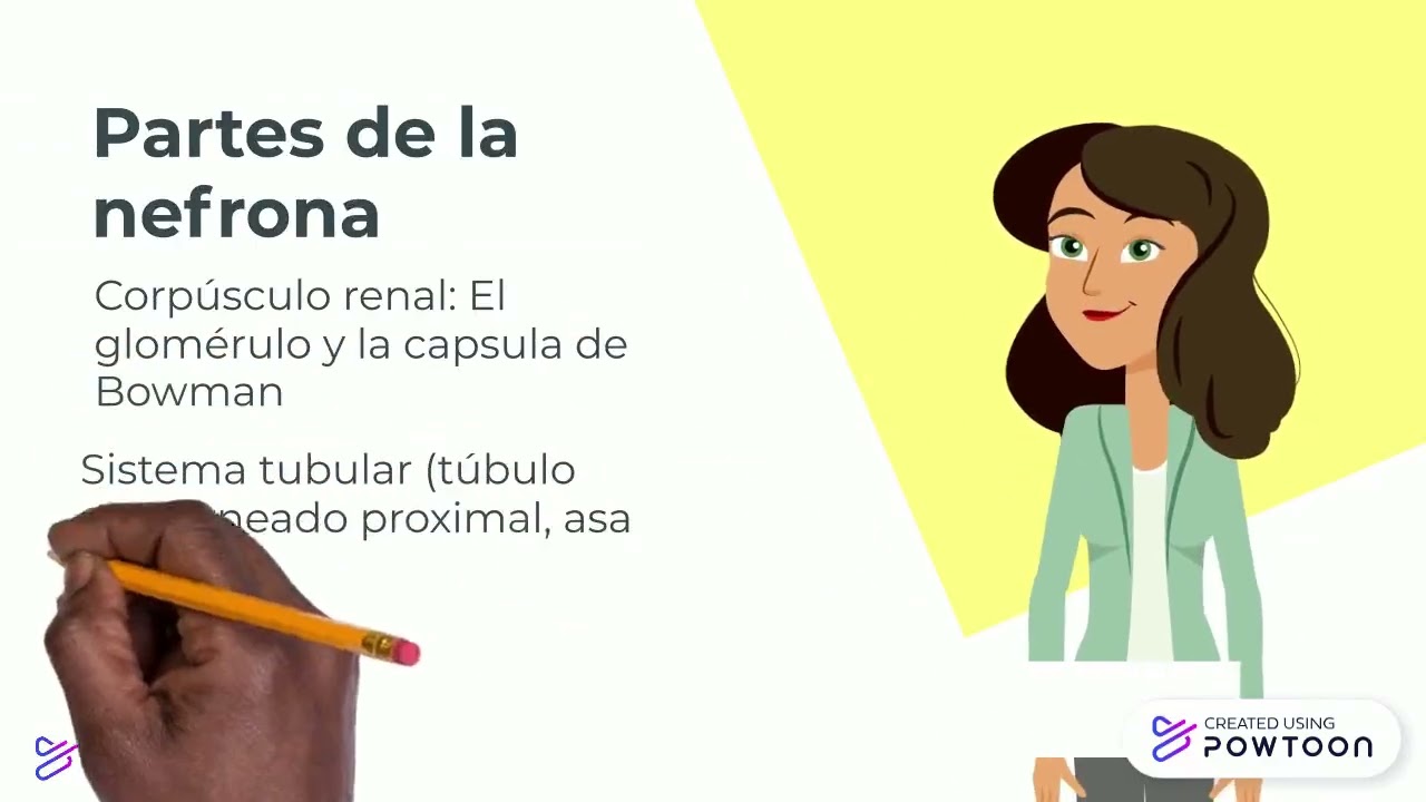 Sistema urinario y renal              I