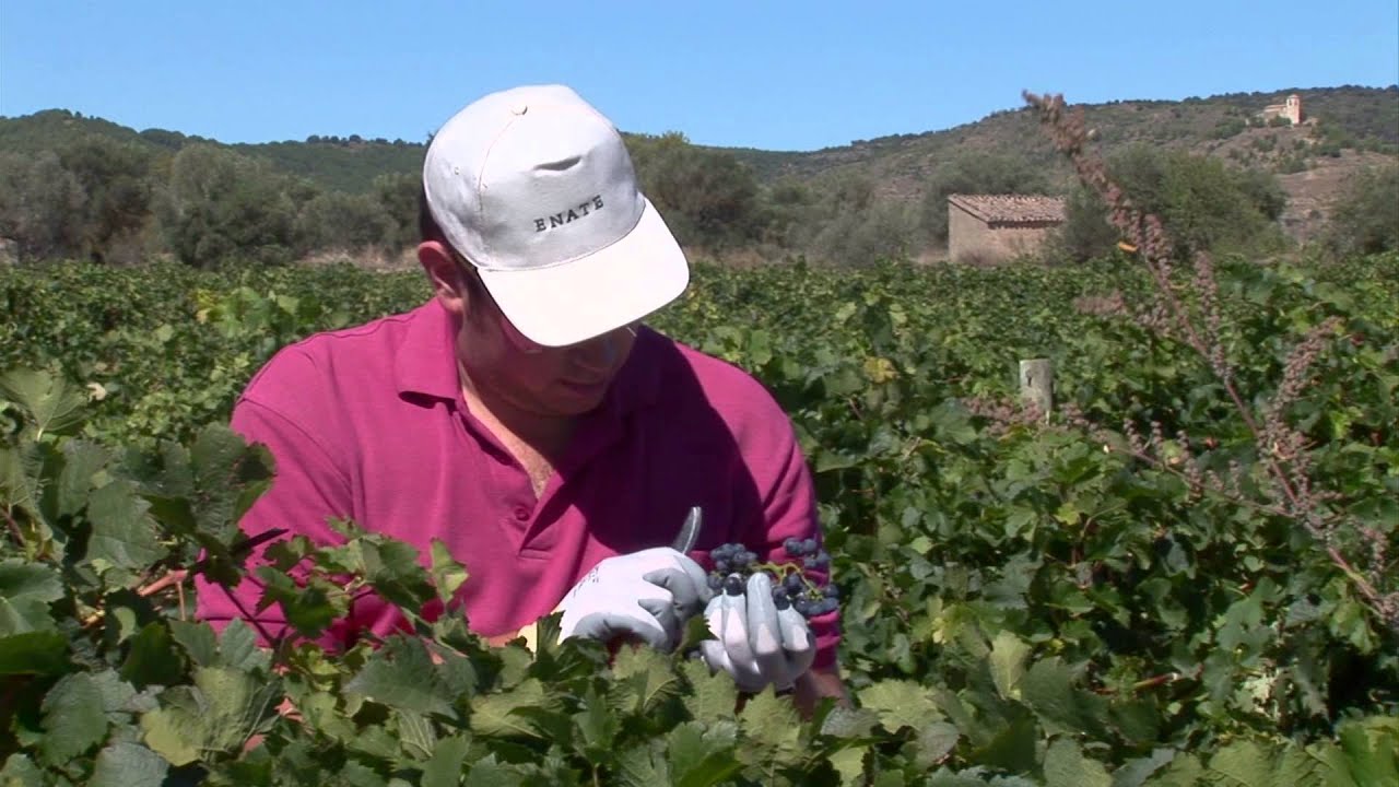 Vino Amigo. Atades Huesca vendimia en Bodega ENATE.