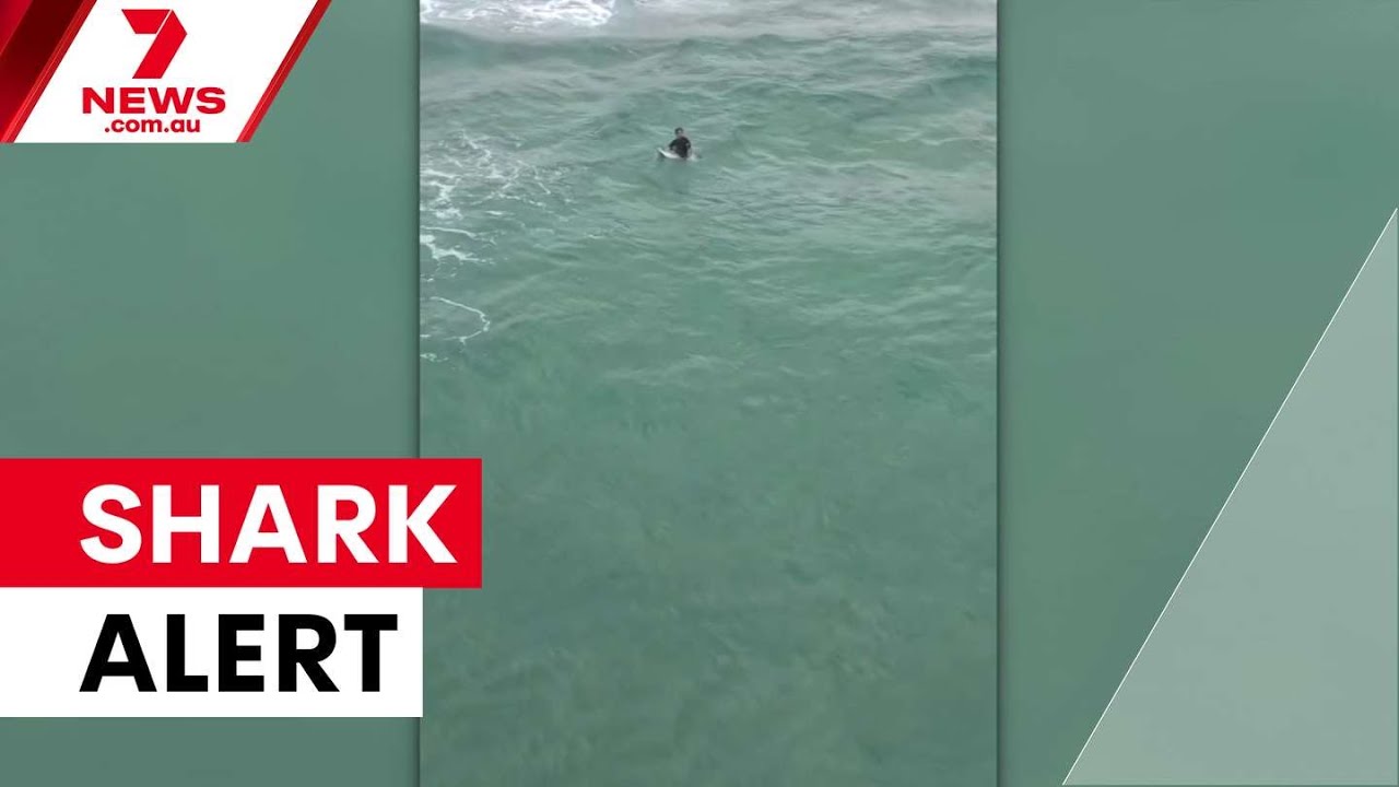 Sydney beaches open despite bull shark alert | 7NEWS